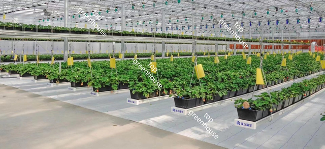 greenhouse landscape fabric for ground cover