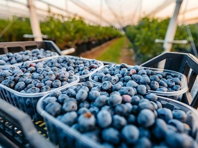 blueberry shading net 2(1)_526_394.jpg