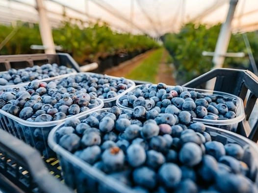 blueberry shading net 2(1)_526_394.jpg