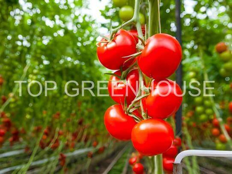 tomato greenhouse 1.jpg