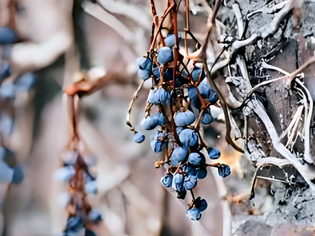 blueberry winter 1_944_708.png