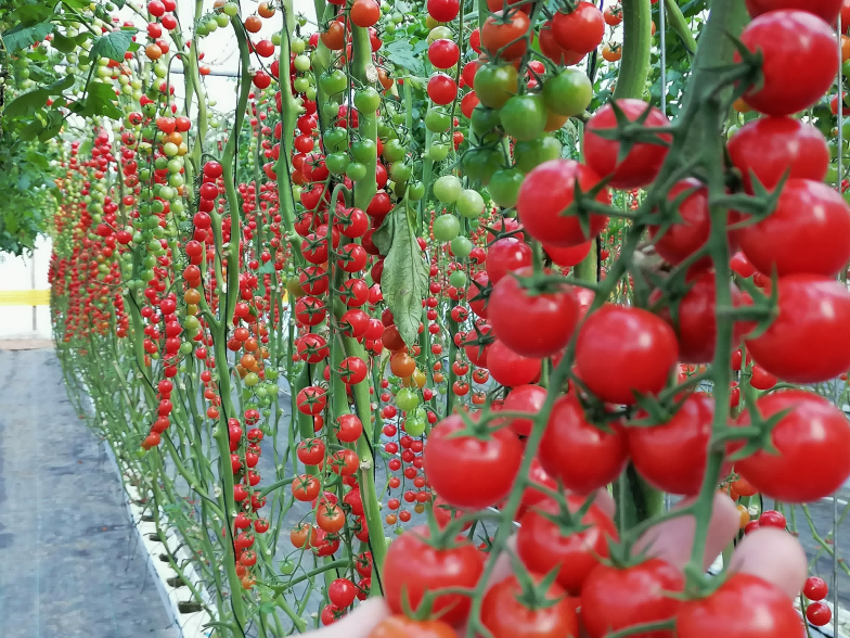 Vegetable Cultivation
