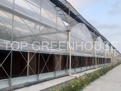 Multispan Poly Tunnel Greenhouse