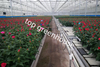 farming glass greenhouse