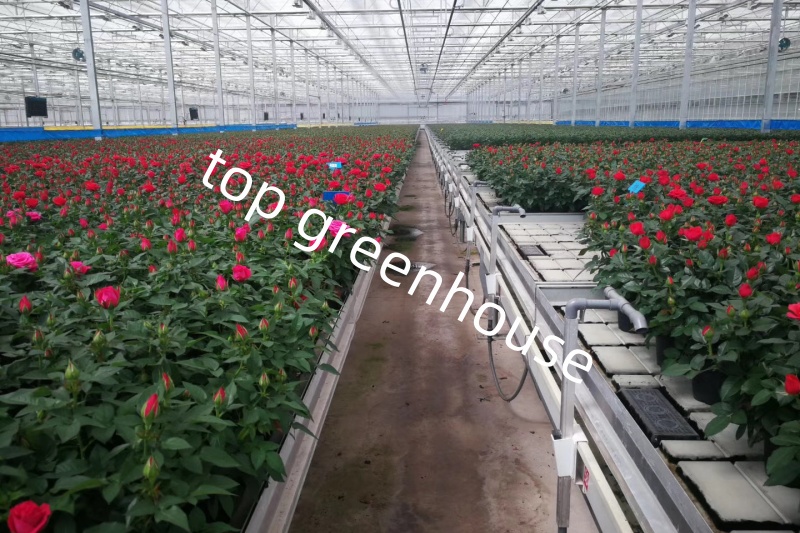 farming glass greenhouse