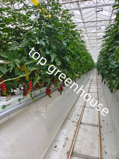 tomato greenhouse