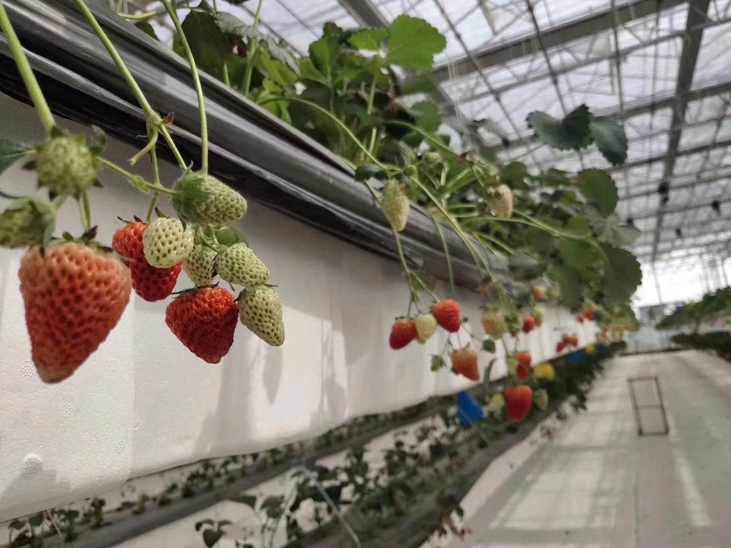 How To Grow Strawberry Plants in A Commercial Greenhouse