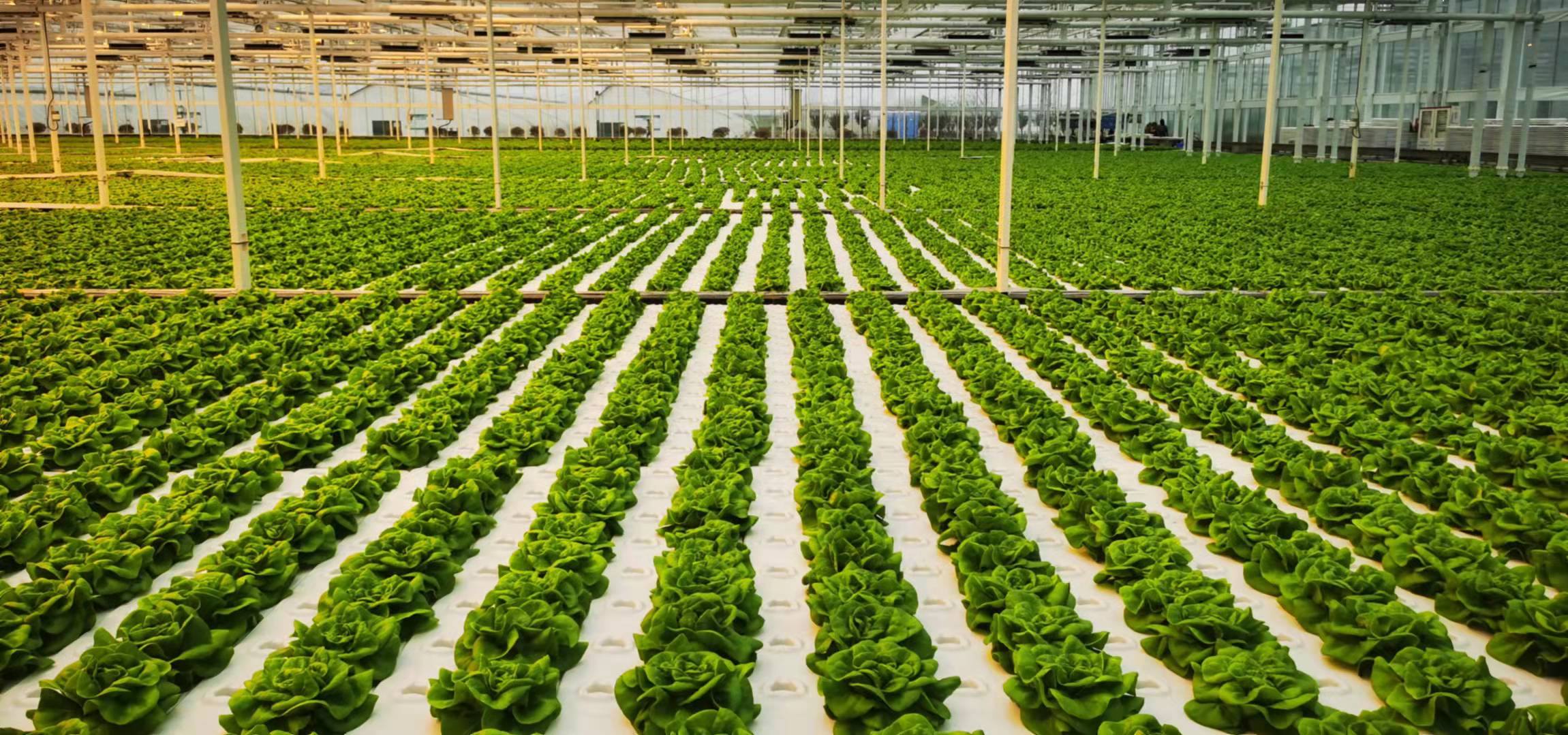 Our View On Central Asia Greenhouse Market From TOP GREENHOUSE