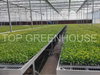 Commercial Plastic Greenhouse with PO Film Covering