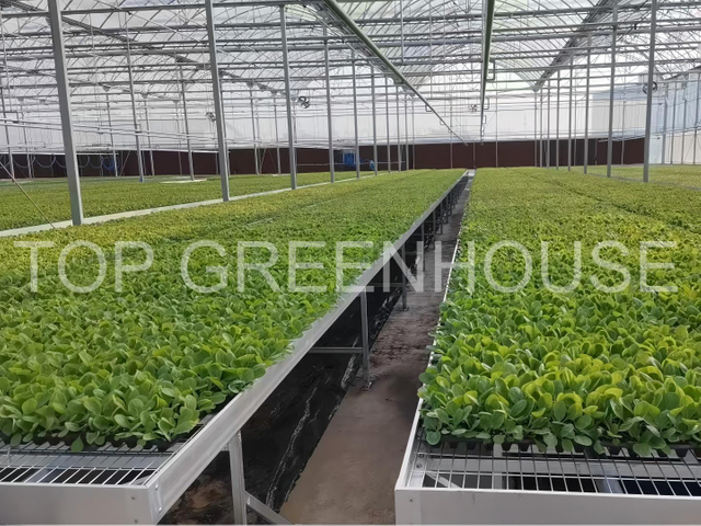 Commercial Plastic Greenhouse with PO Film Covering