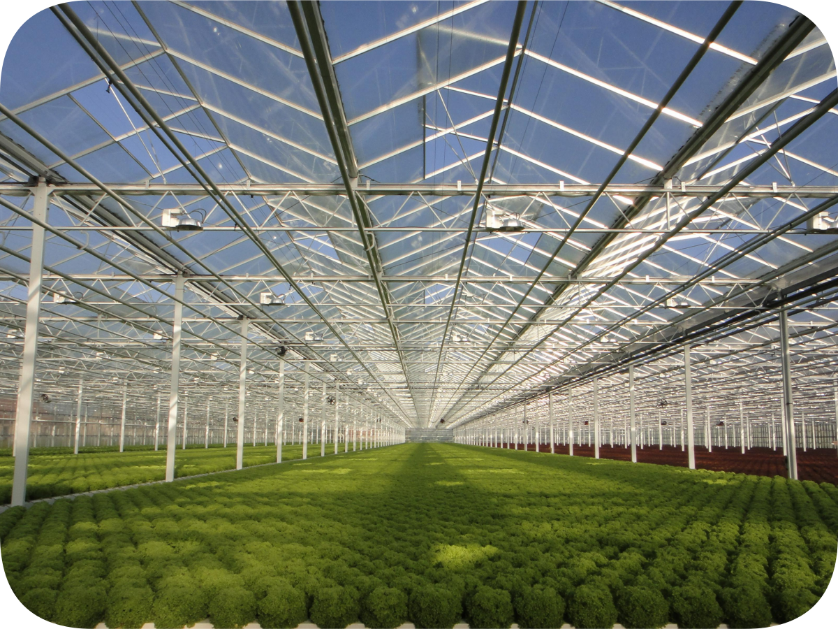 Low Profile Venlo Style Greenhouse