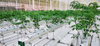 greenhouse landscape fabric for ground cover