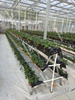 greenhouse landscape fabric for ground cover