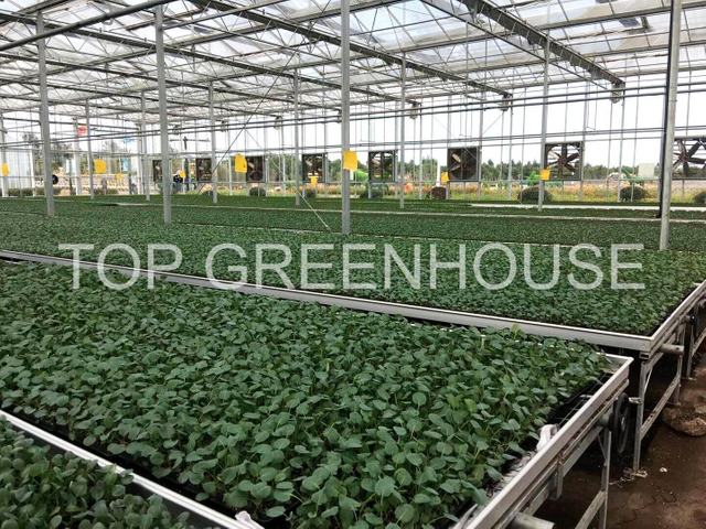 Customized Rolling Bench Grow Table For Greenhouse