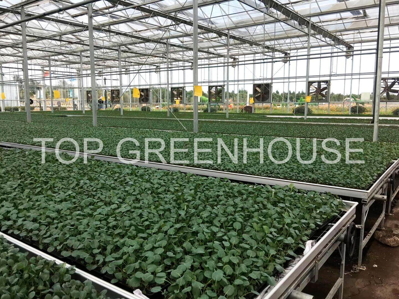 Customized Rolling Bench Grow Table For Greenhouse