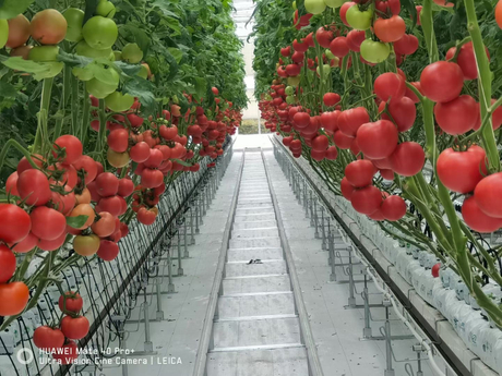 agricultural tomato greenhouse