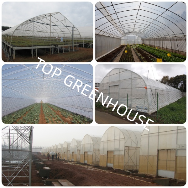 tunnel greenhouse