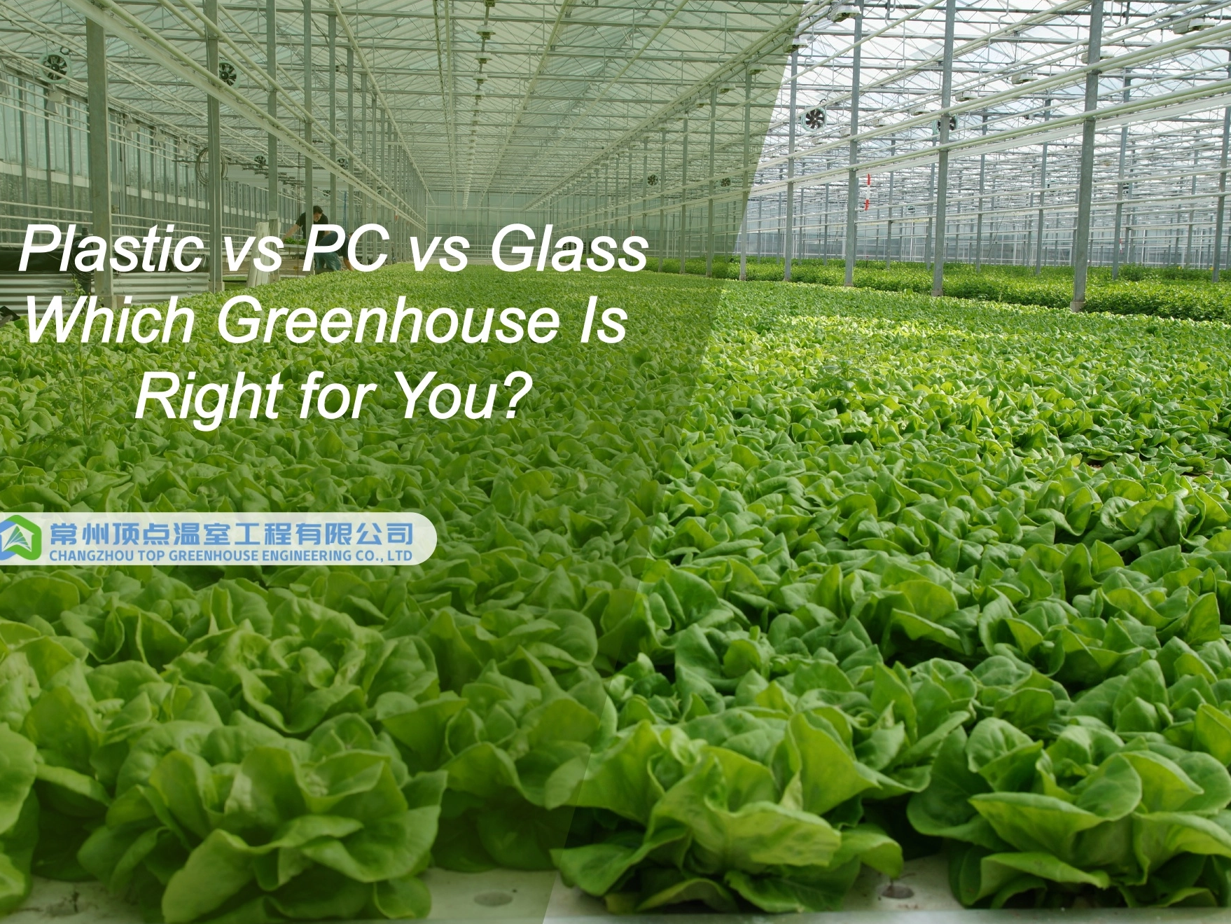 Plastic vs PC vs Glass Greenhouses: Which Greenhouse Is Right for You?