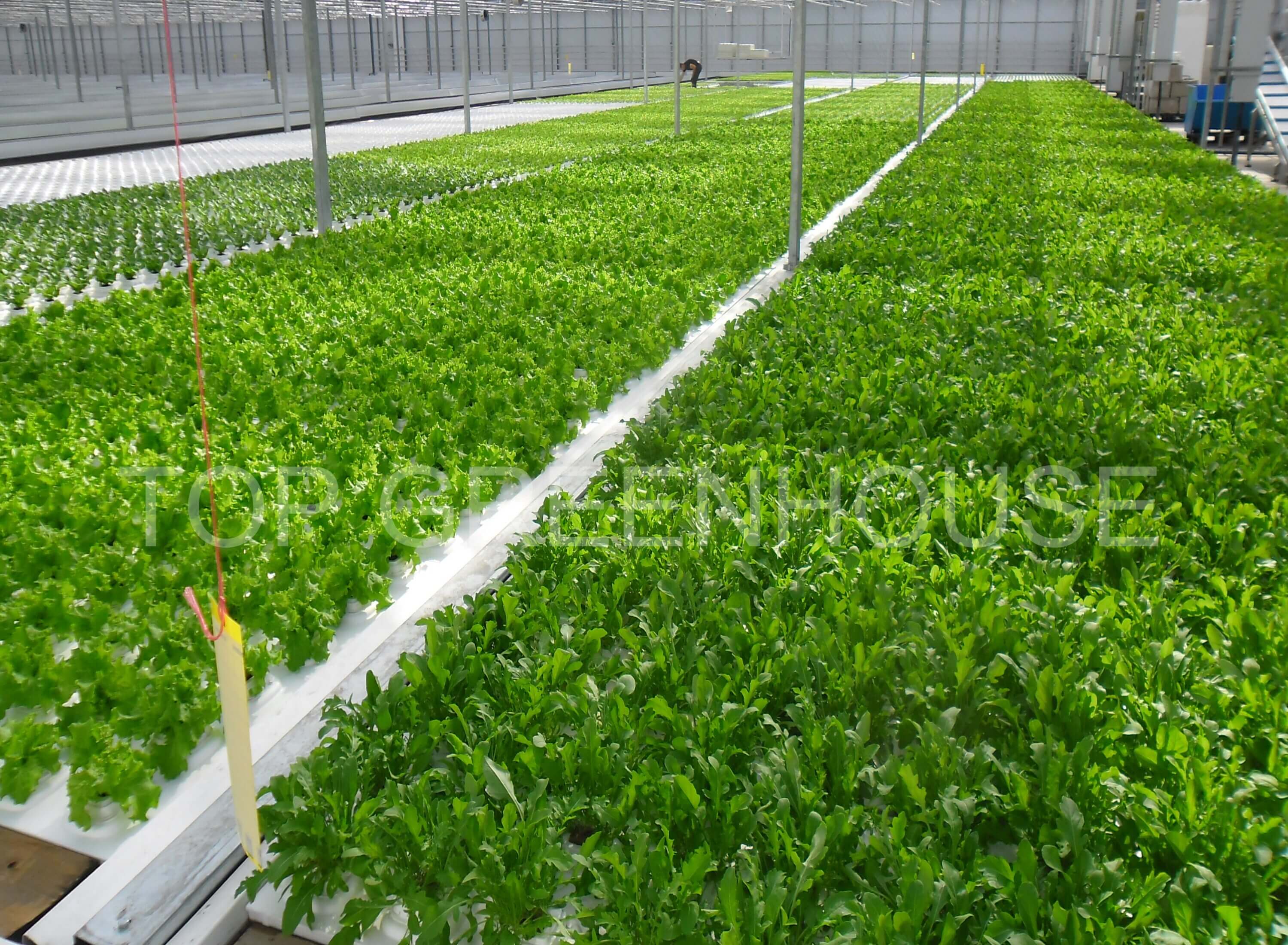 Vegetable Greenhouse 