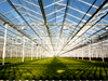 DFT Lettuce Glass Greenhouse