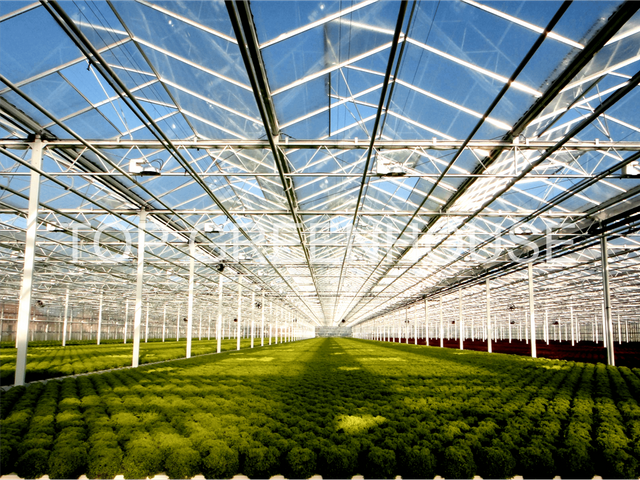 DFT Lettuce Glass Greenhouse