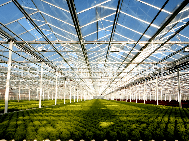 DFT Lettuce Glass Greenhouse