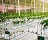 Greenhouse Climate Screen
