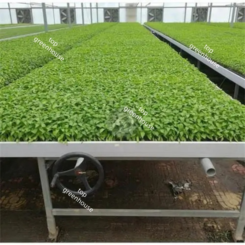 greenhouse