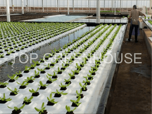 Hydroponic Seedbed Flood Bench Ebb Flow Bench for Greenhouse