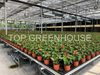 Greenhouse Rolling Bench Agriculture Seedbed