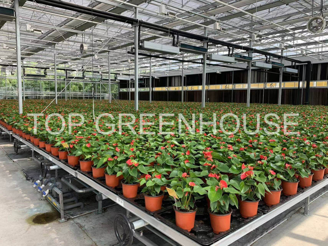 Greenhouse Nursery Rolling Bench