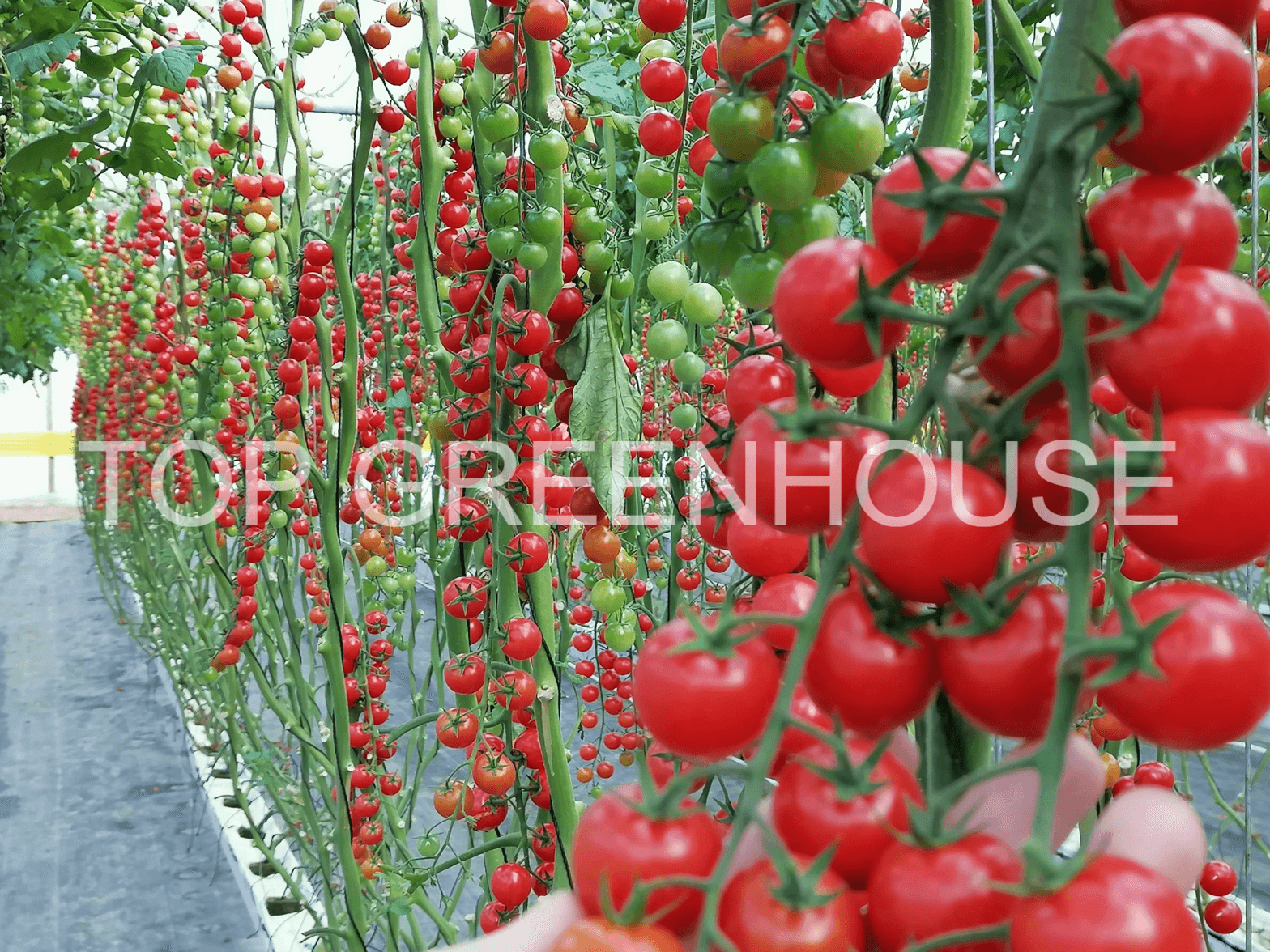 tomato greenhouse