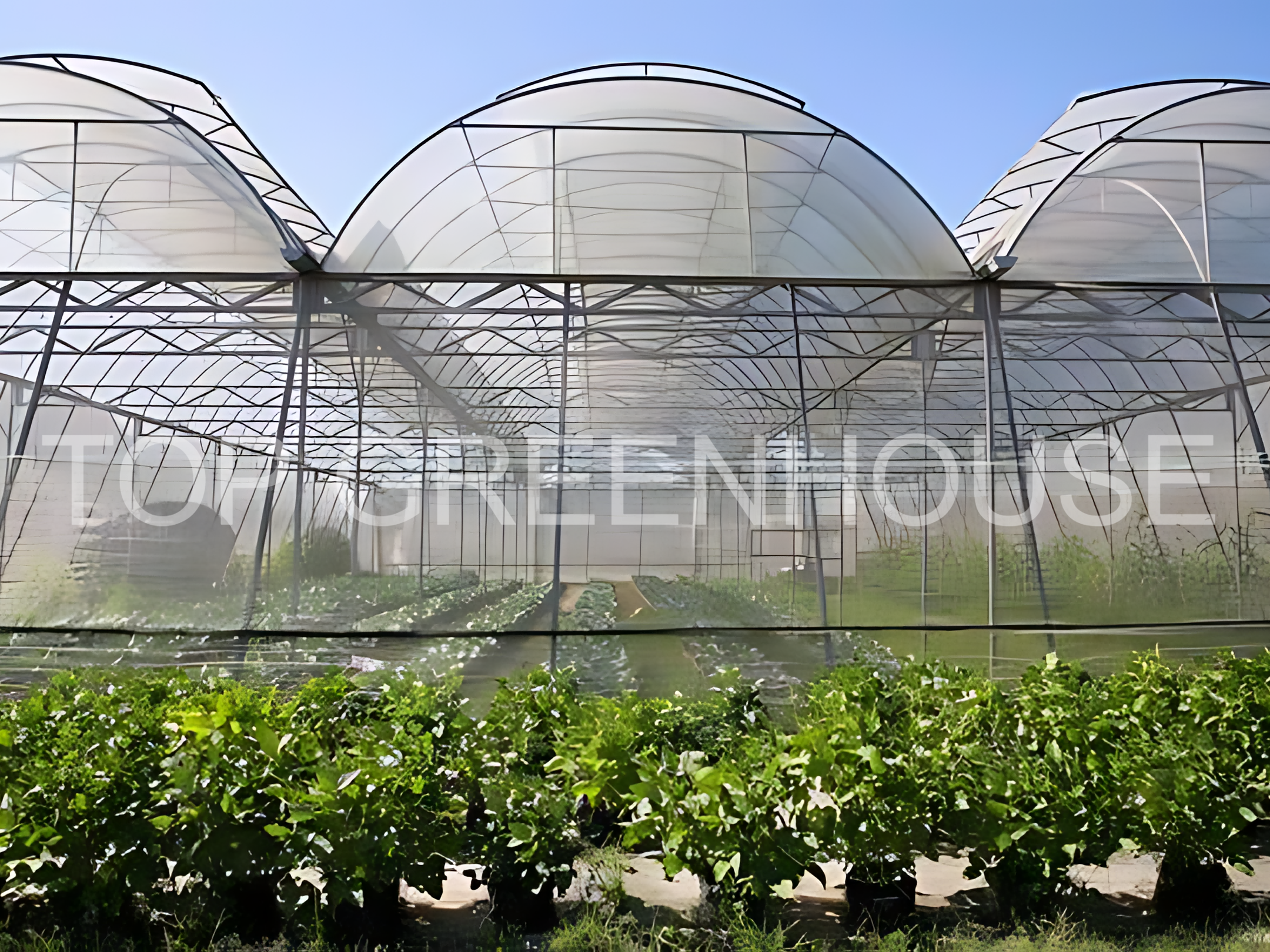 film greenhouse1(1)