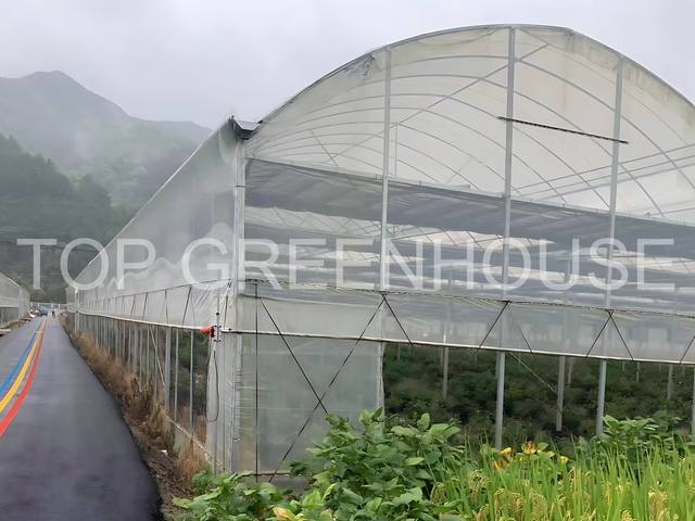 Plastic Film Greenhouse for Affordable And Efficient Crop Cultivation