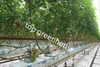 farming glass greenhouse