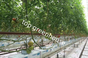 farming glass greenhouse