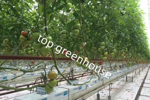 farming glass greenhouse