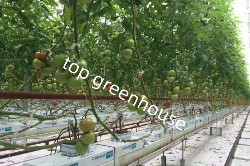 farming glass greenhouse