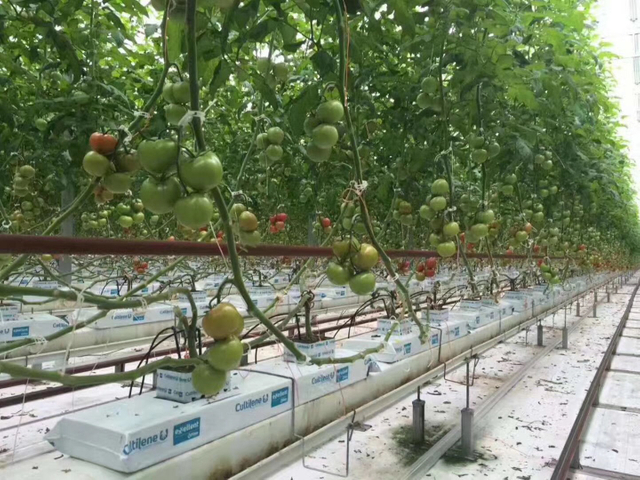 agricultural tomato greenhouse