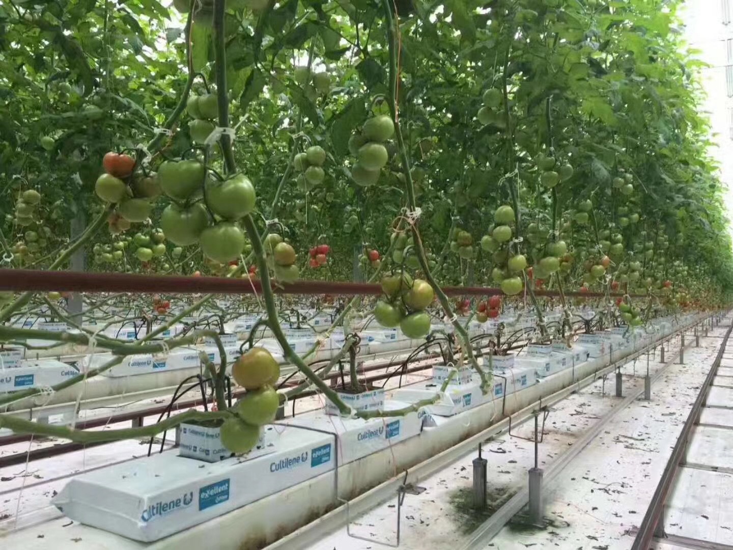 agricultural tomato greenhouse