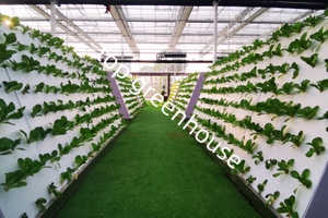 Commercial Hydroponic Vegetable Glass Greenhouse