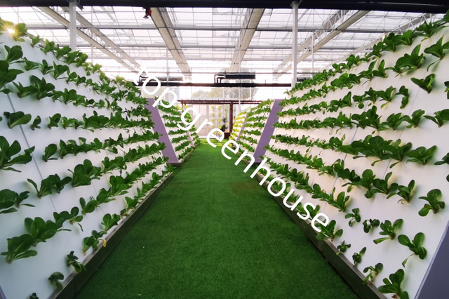 Commercial Hydroponic Vegetable Glass Greenhouse