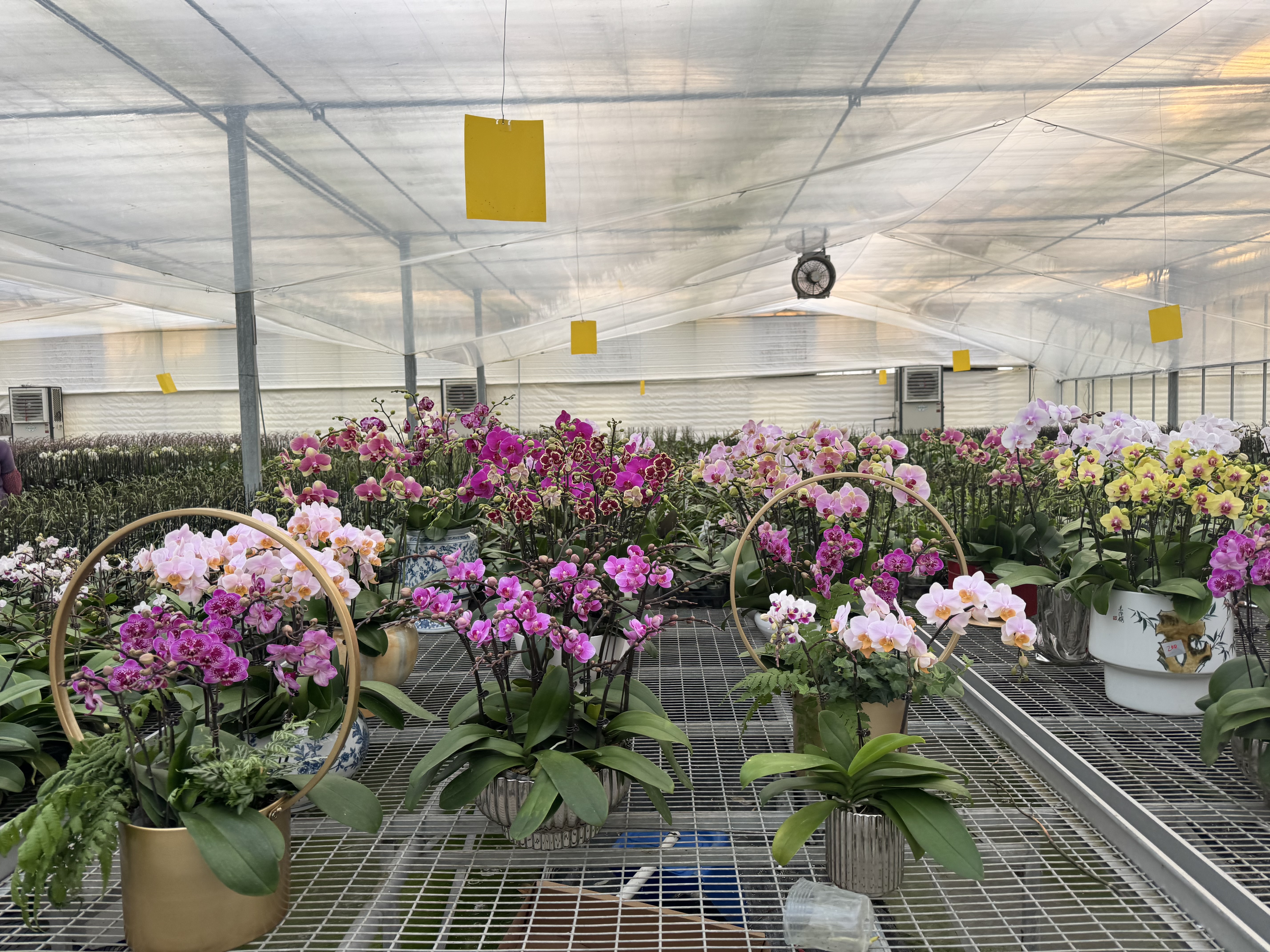 A Grower’s Guide to Building a Multi-Span Film Greenhouse for Flower Production