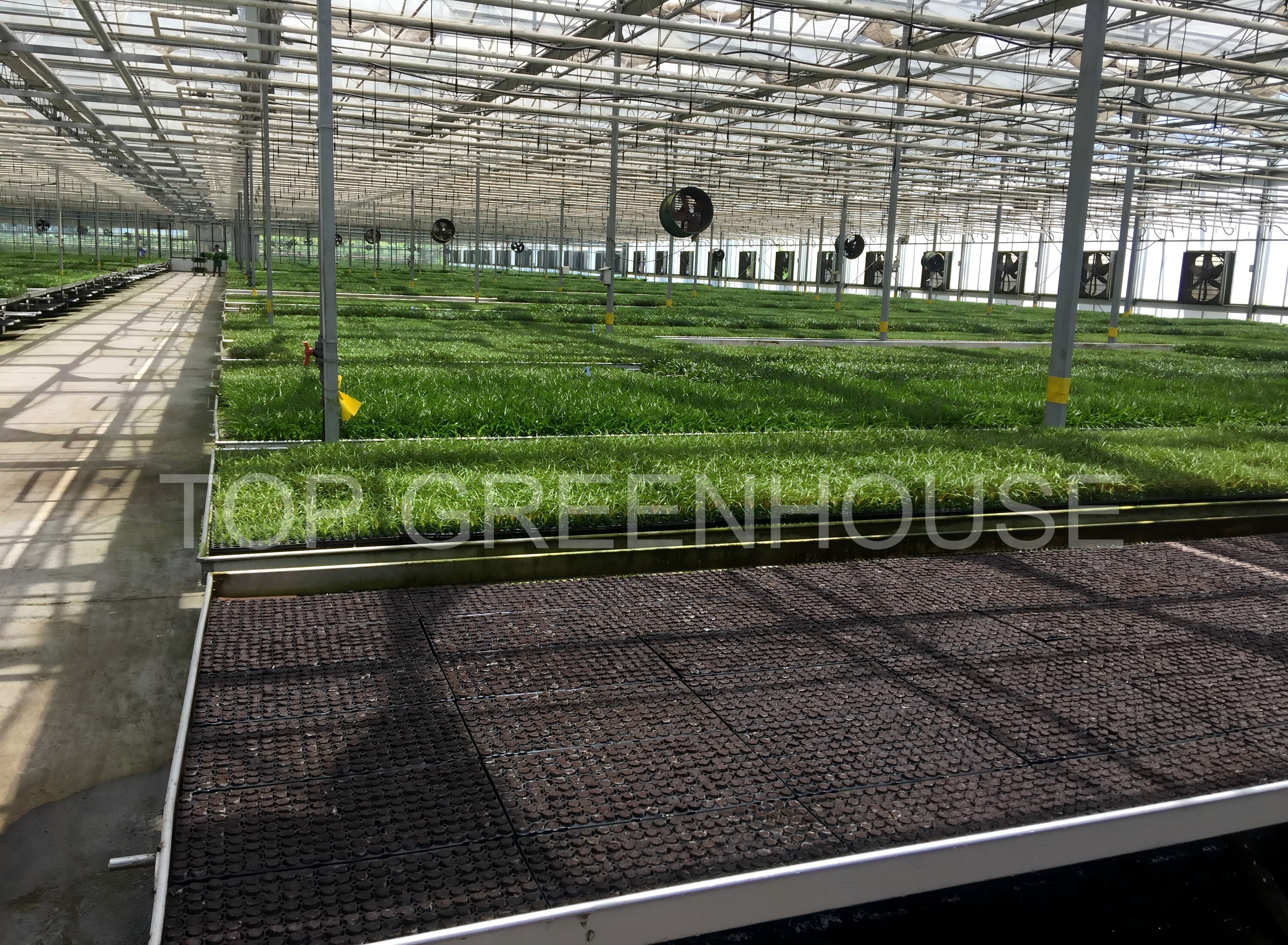 Seedling Greenhouse