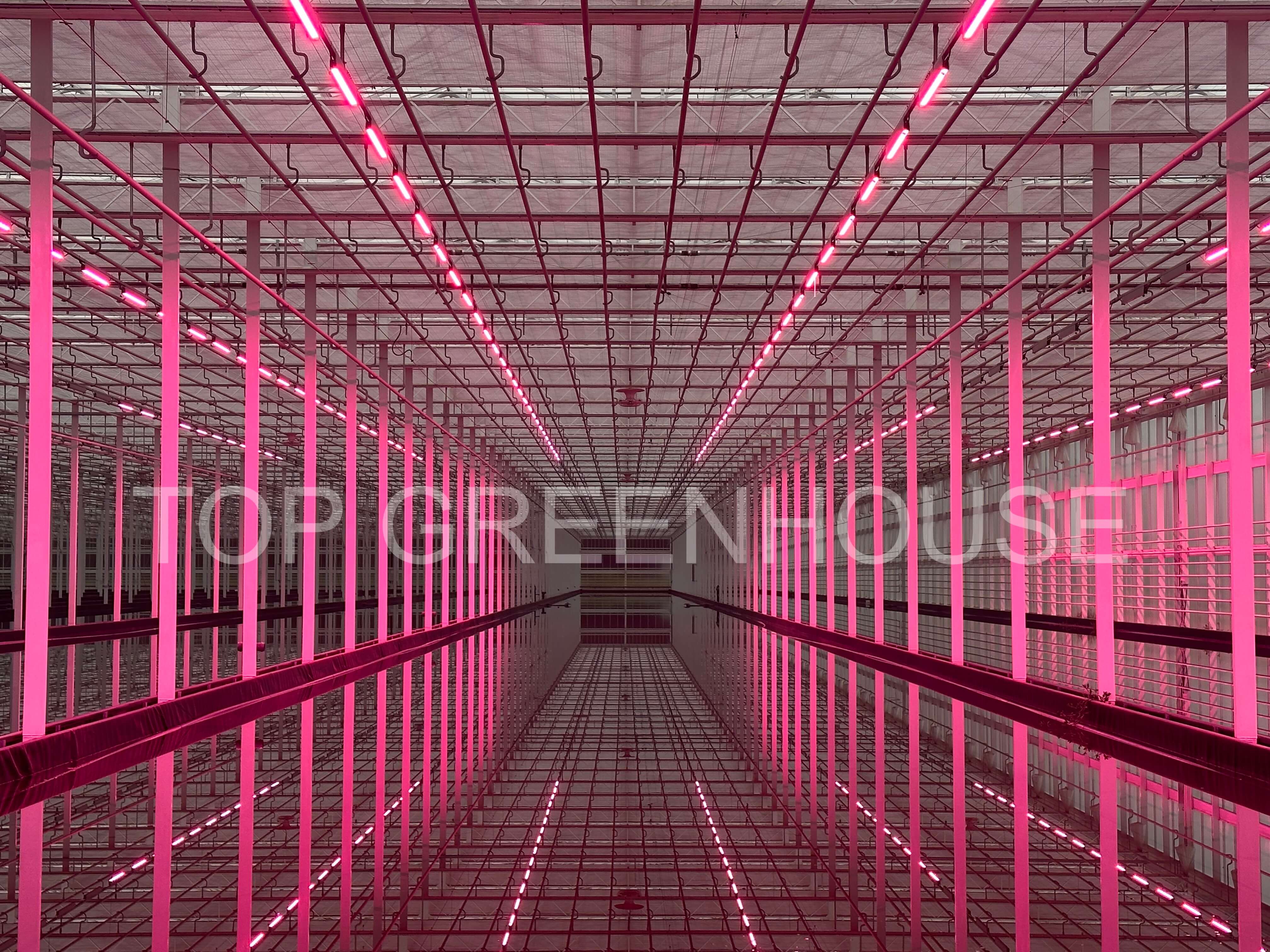 Venlo Glass Greenhouse