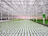 Ebb And Flow Rolling Bench for Greenhouse Horticultural