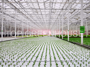 Ebb And Flow Rolling Bench for Greenhouse Horticultural
