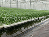Greenhouse Ebb And Flow Rolling Bench for Growing Plants