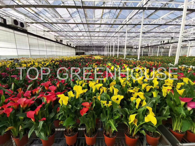 Greenhouse Nursery Rolling Bench