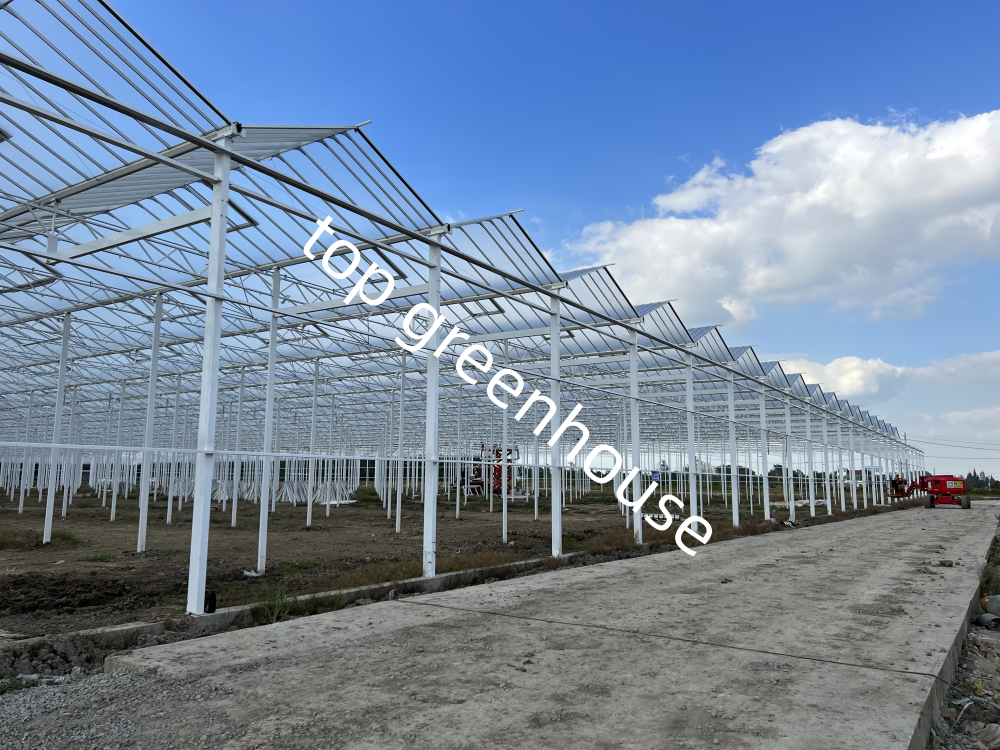 Top 30 Commercial Venlo Glass Greenhouse Manufacturer in 2025